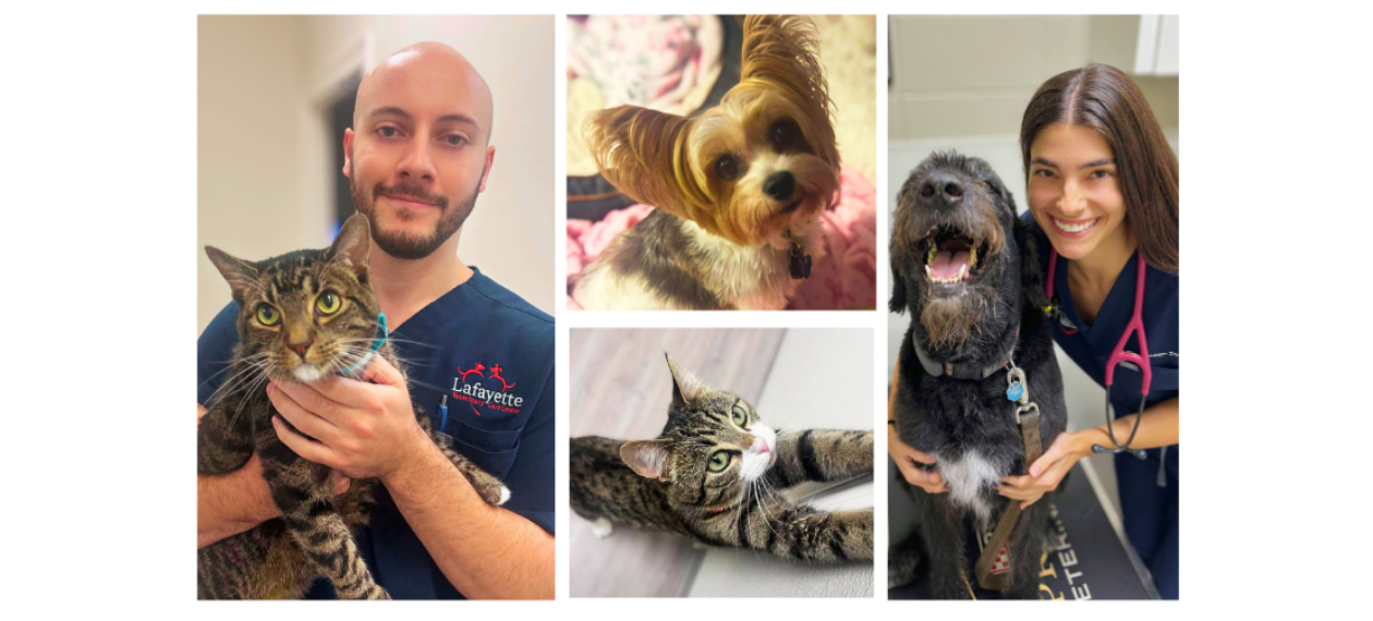 Staff with Boarding Pets