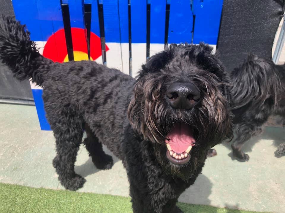 Dog playing at Bowhaus in Boulder, CO