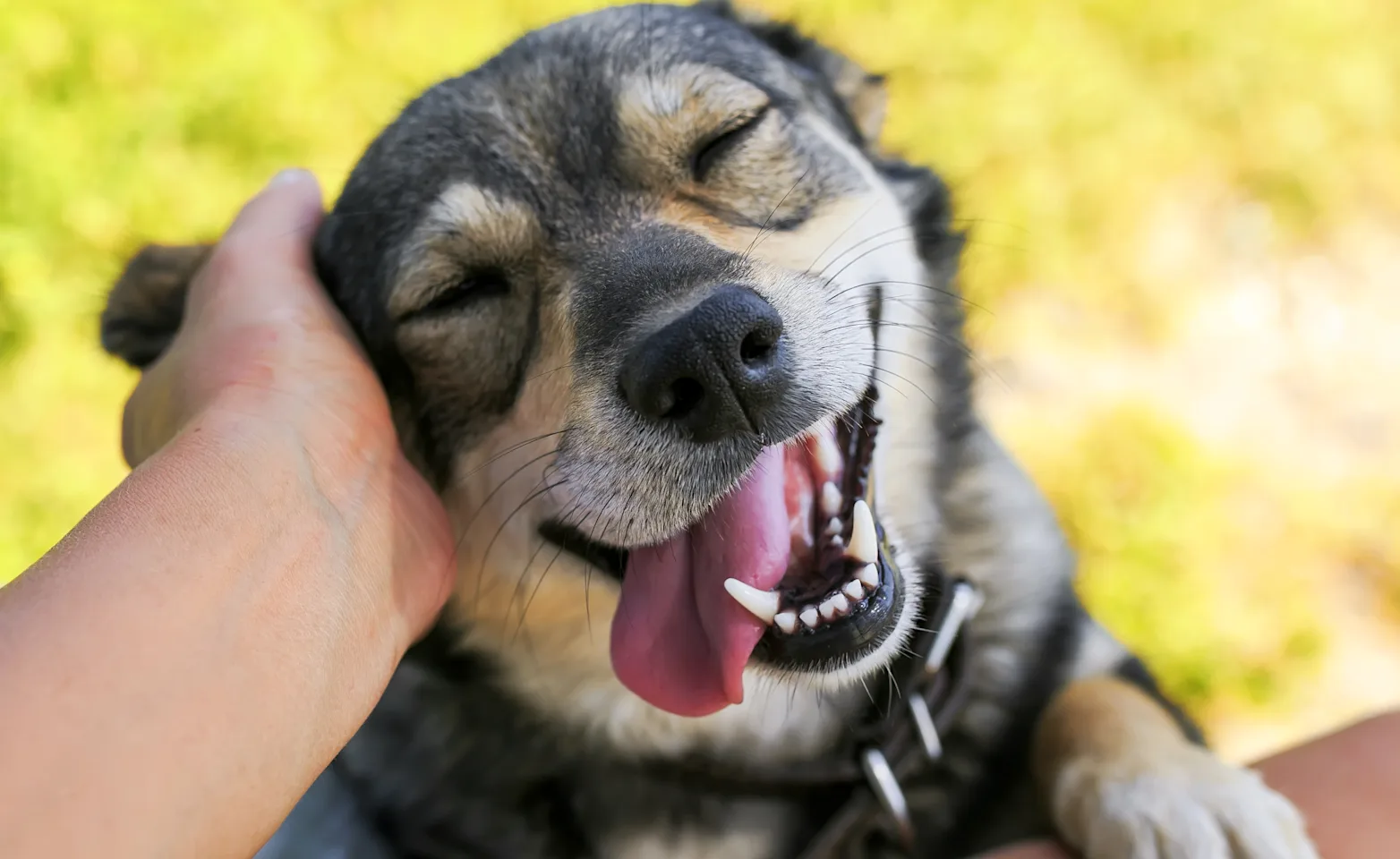 Dog smiling with tongue out Dog smiling with tongue out