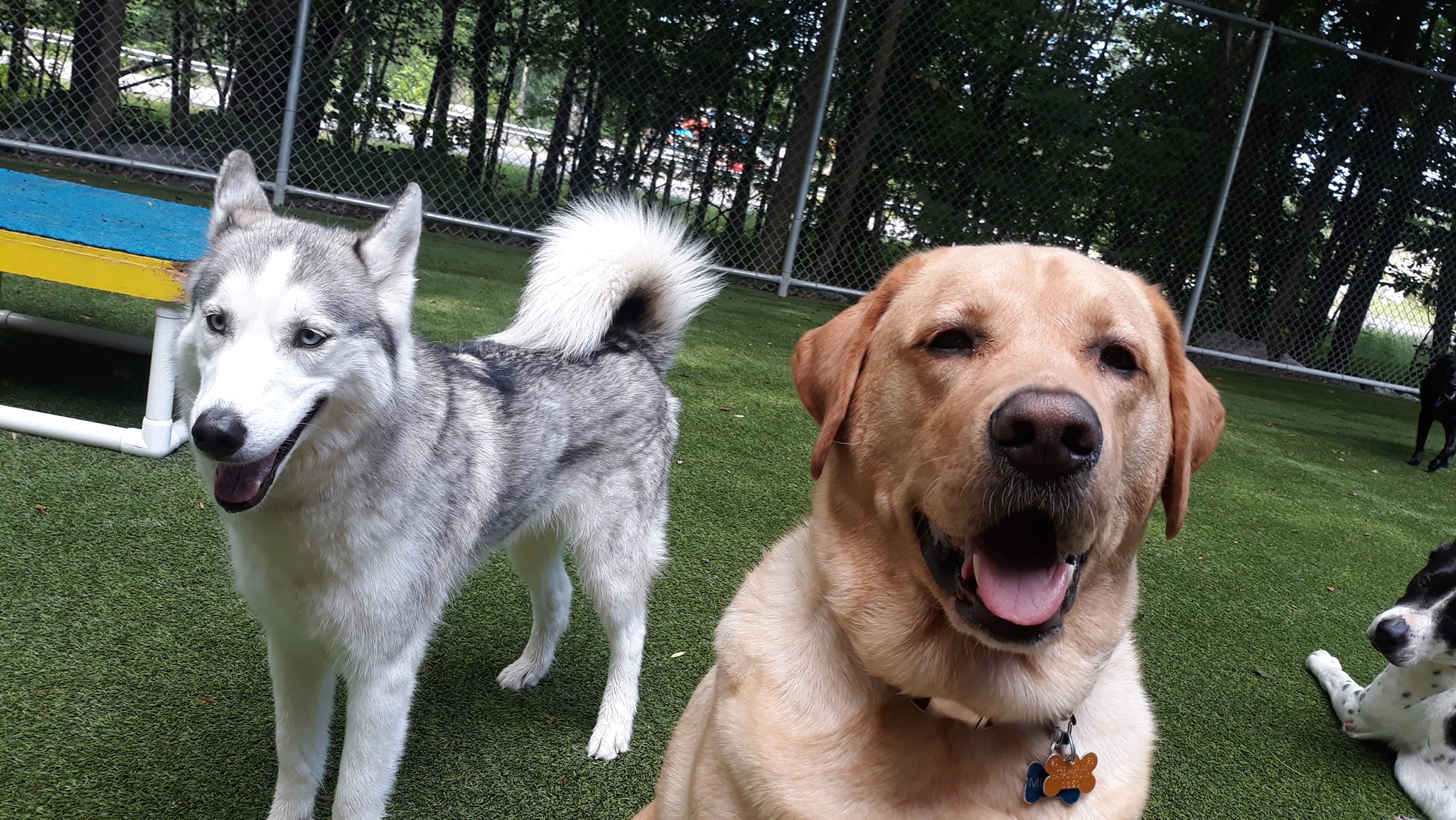 Dogs outside in play area smiling