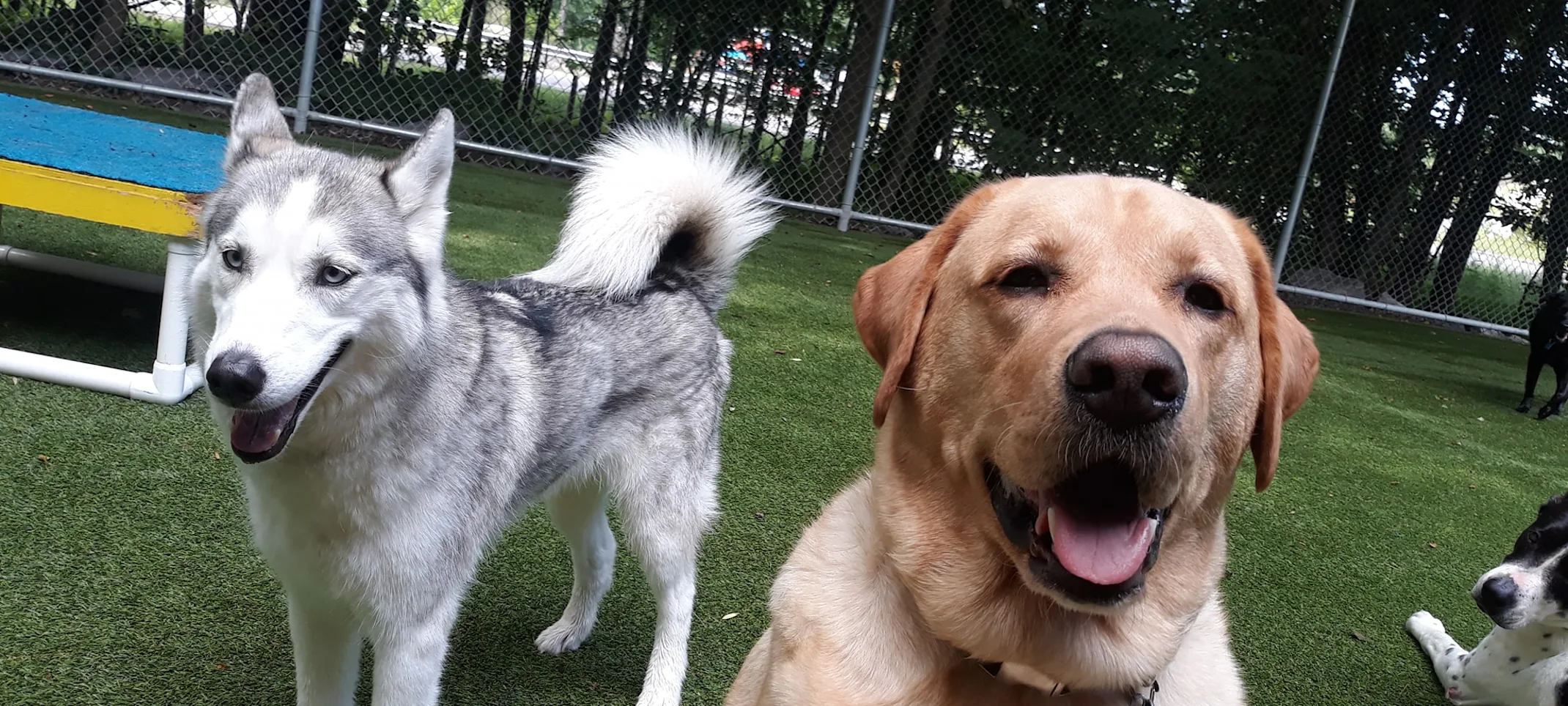 Dogs outside in play area smiling Dogs outside in play area smiling