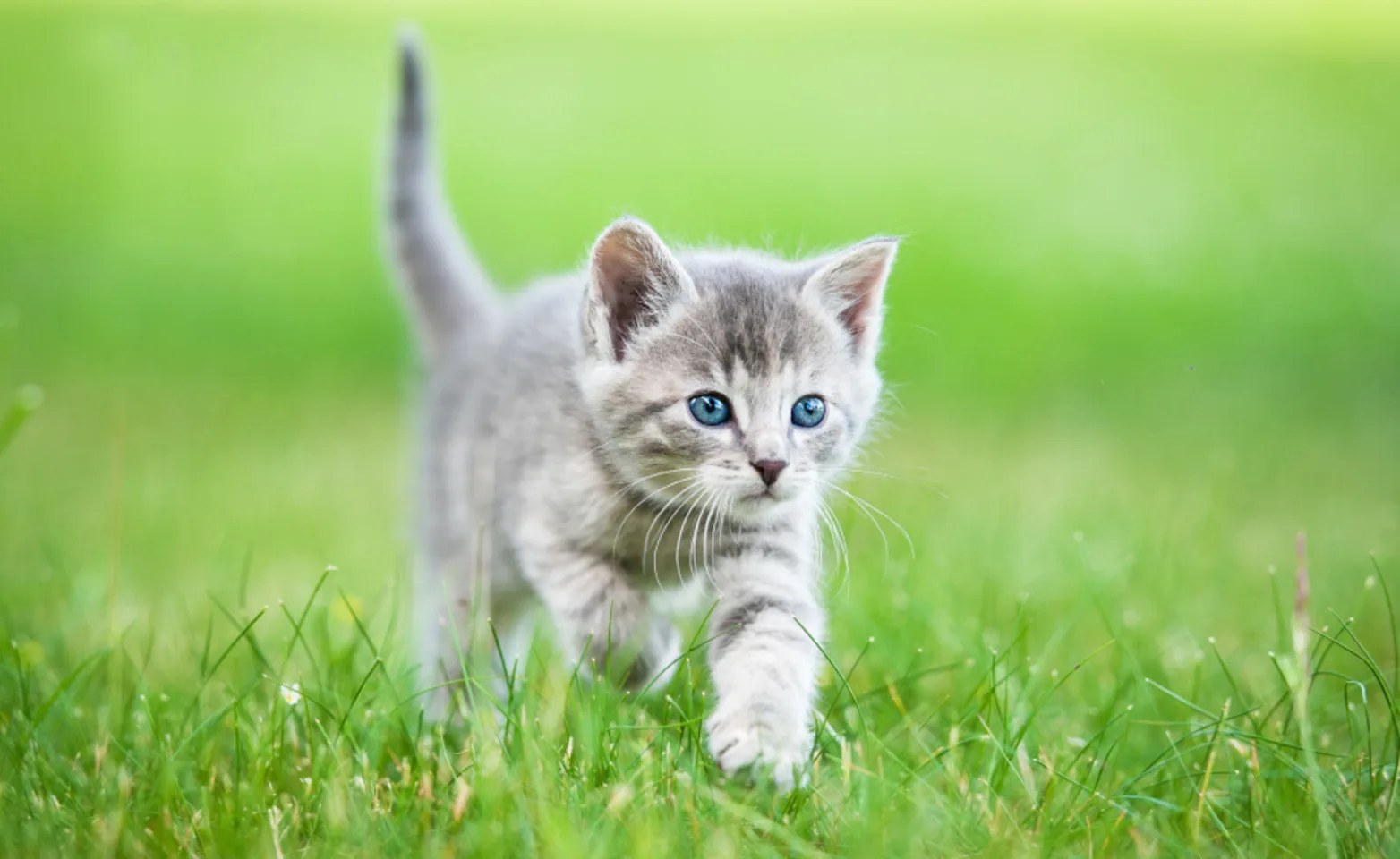 Small gray kitten walking through grass Small gray kitten walking through grass