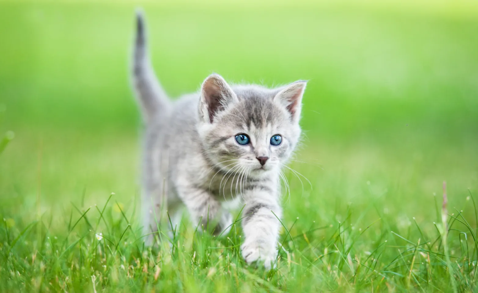 Small gray kitten walking through grass