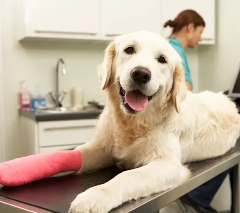 Dog with cast on its paw Dog with cast on its paw