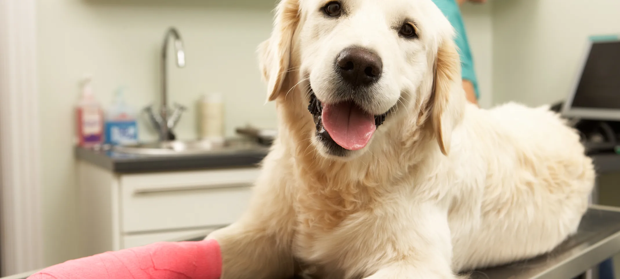 Dog with cast on its paw Dog with cast on its paw
