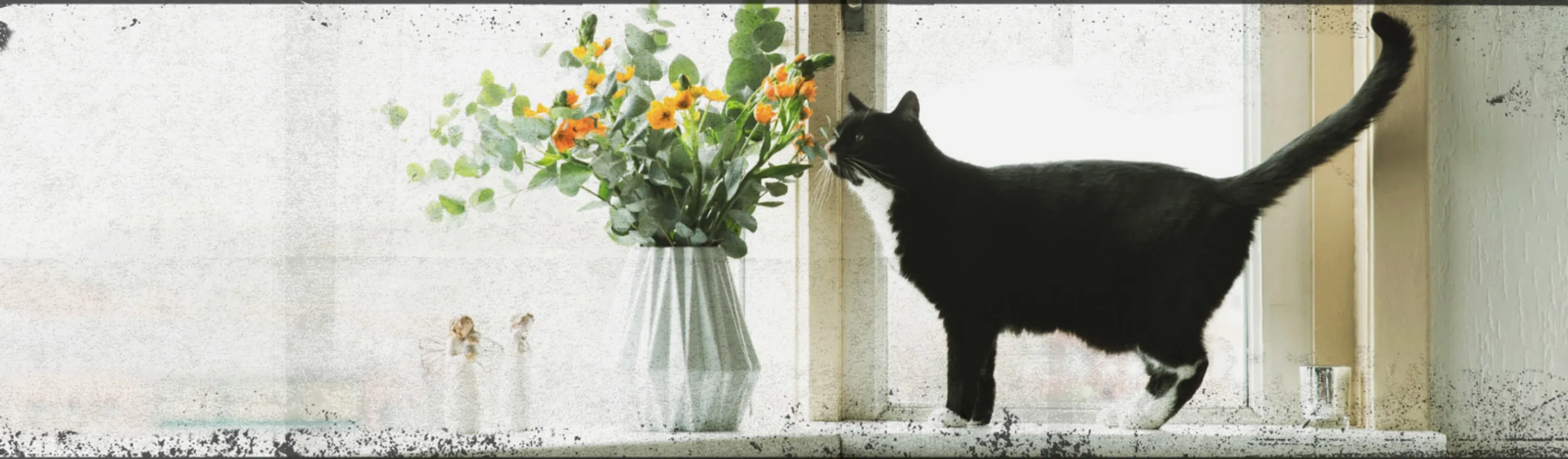 Black Cat Next to Flower Vase on a Window Black Cat Next to Flower Vase on a Window