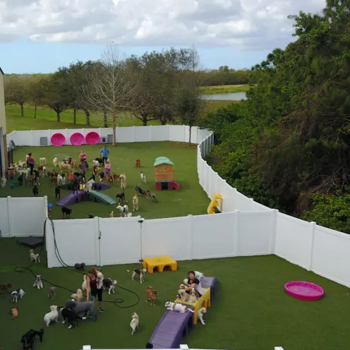 Woofdorf Astoria of Lakewood Ranch Outdoor play yard with a lot of dogs and staff members