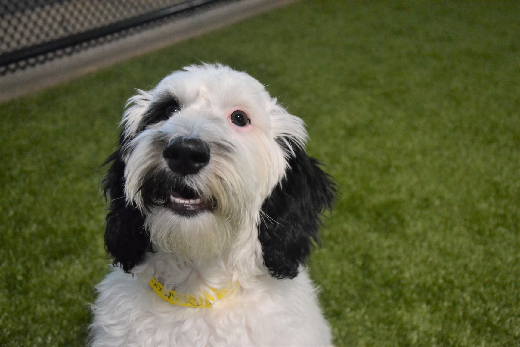 Dog happy sitting in grass