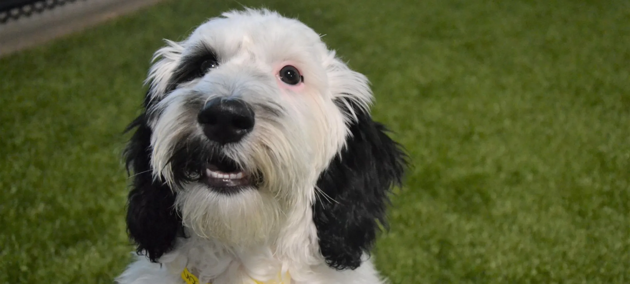 Dog happy sitting in grass Dog happy sitting in grass