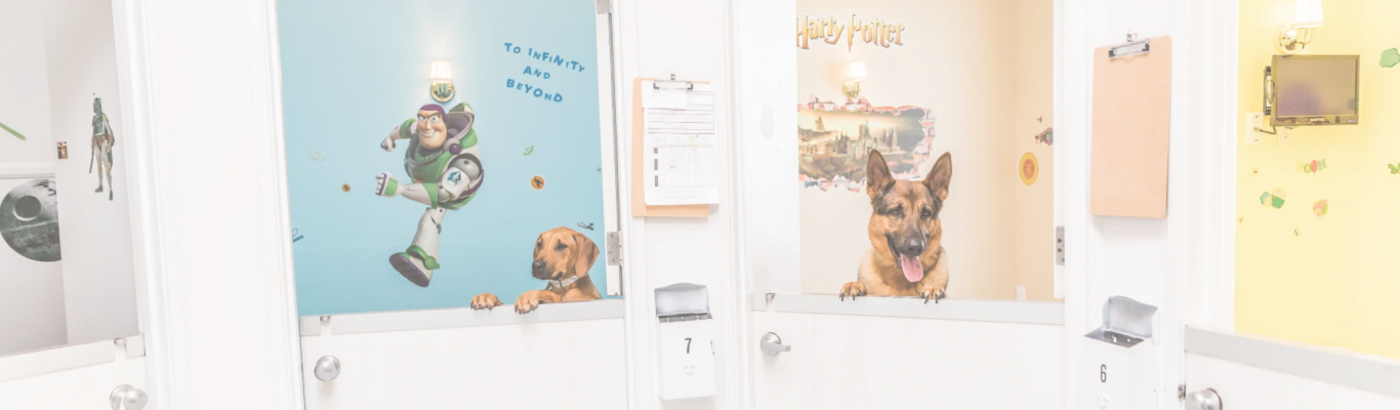 Dogs looking out of boarding rooms in hallway