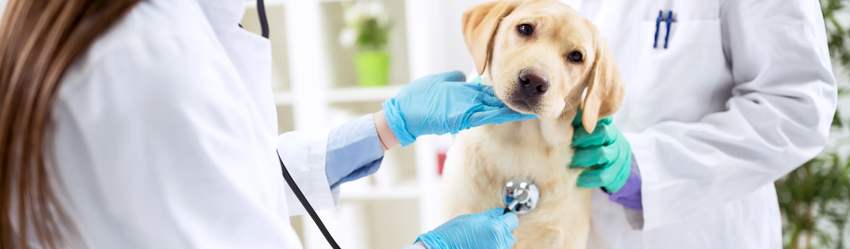 Dog getting a check up Dog getting a check up