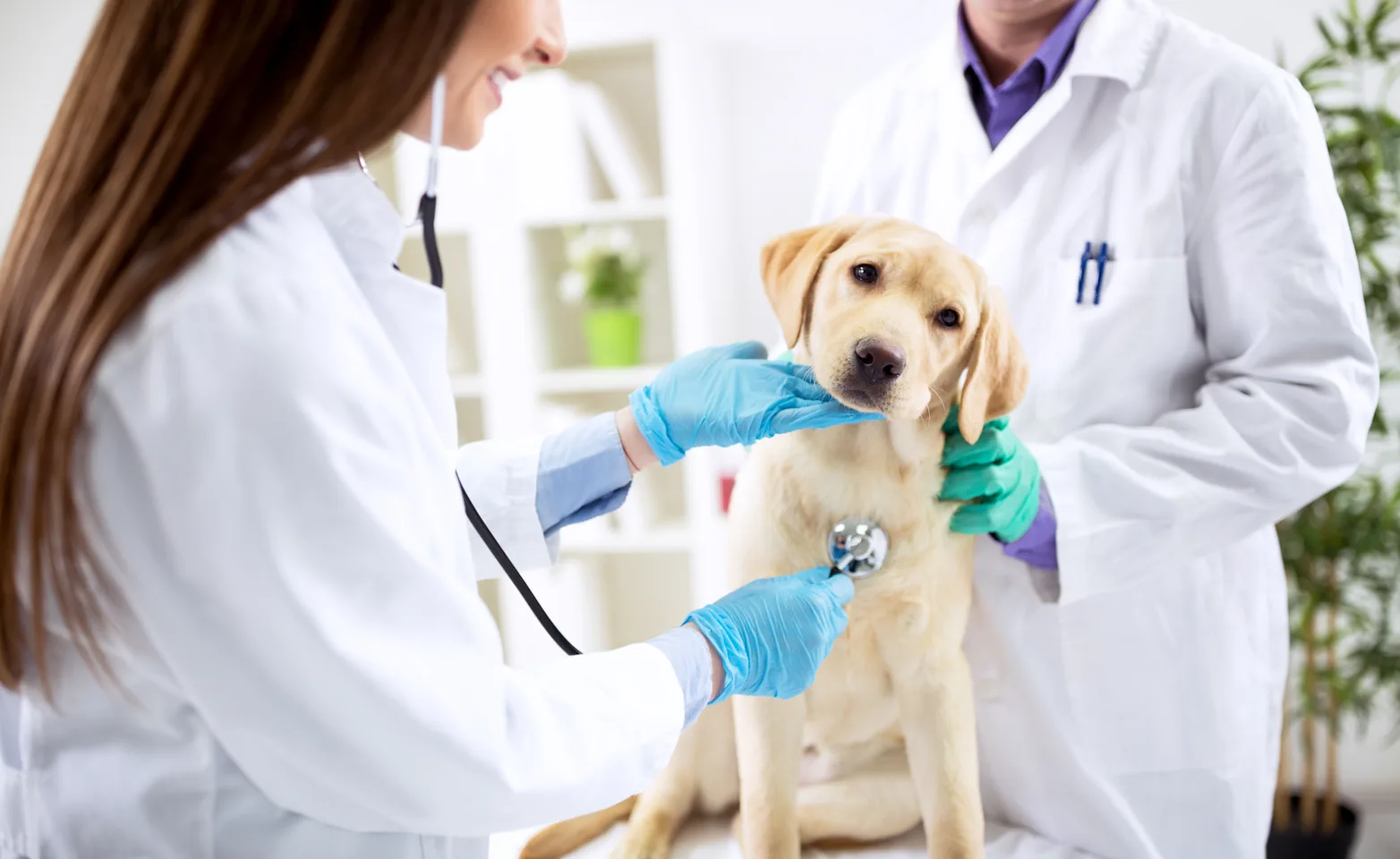 Dog getting a check up