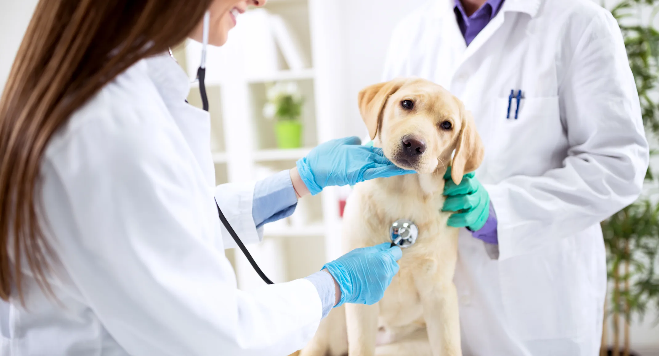 Dog getting a check up Dog getting a check up