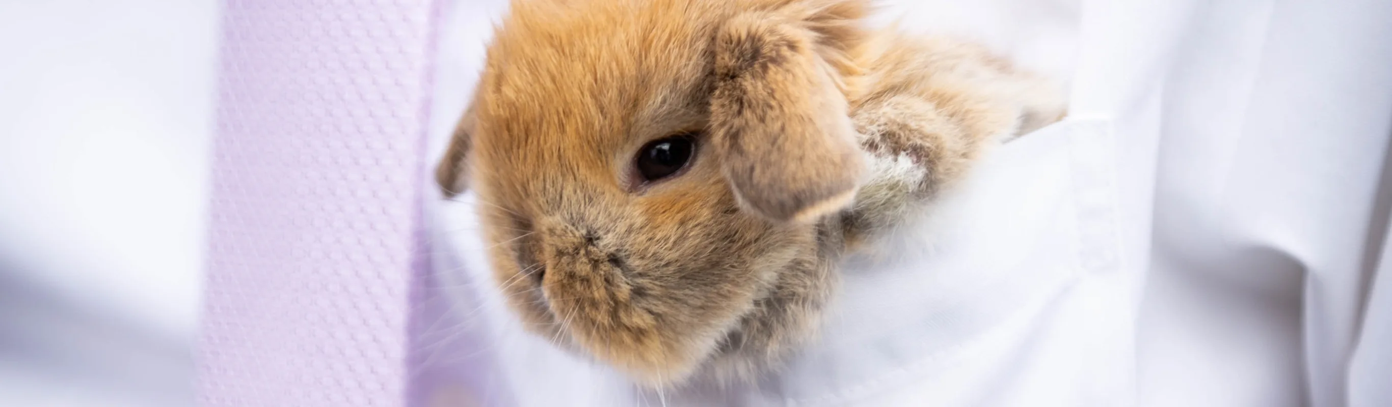 small-animal-inside-a-pocket small-animal-inside-a-pocket