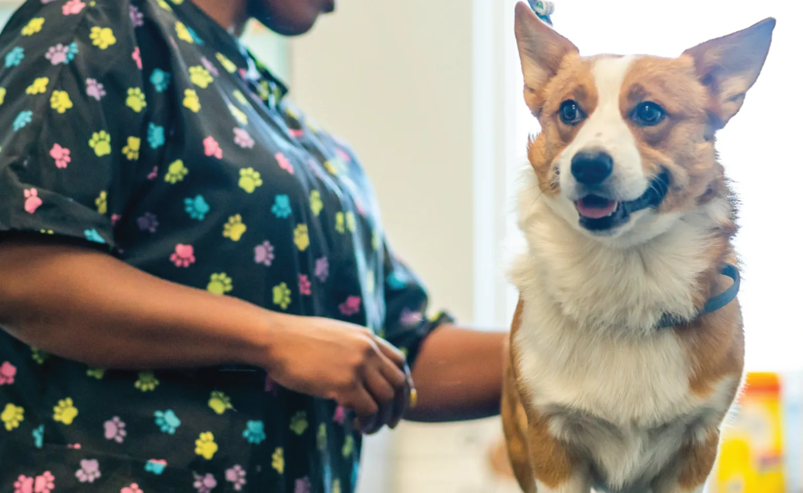 Groomer and Corgi