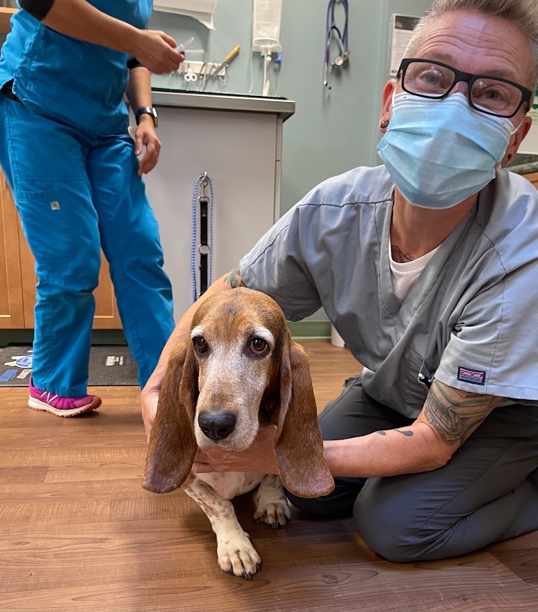 Staff member with an elderly basset hound