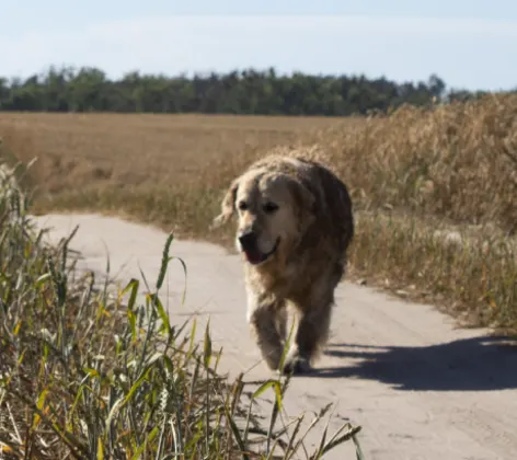 Dog on path