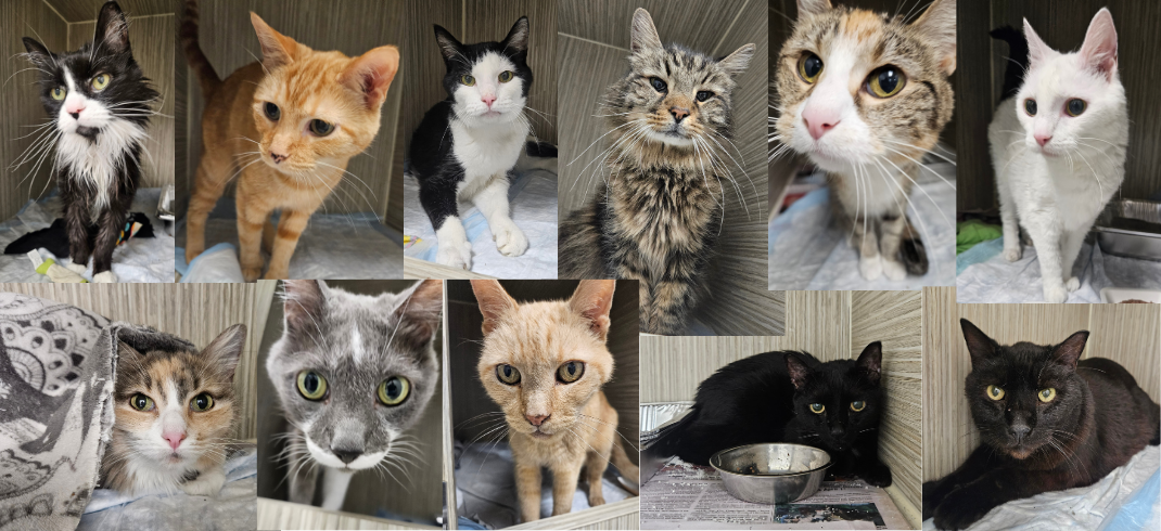 Cat Patients Collage