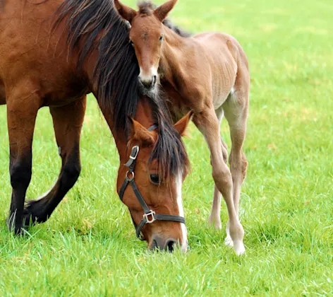 A brown horse with her foal A brown horse with her foal