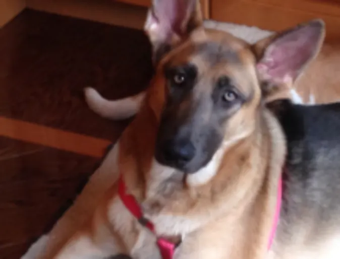German Shepherd German Shepherd