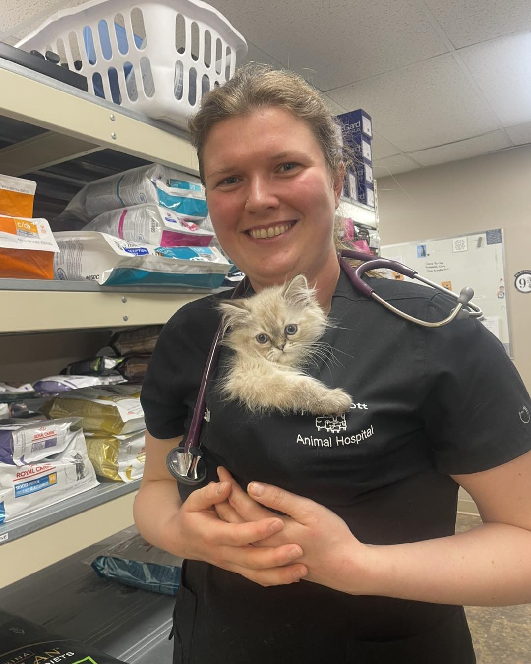 Kitten Wellness Packages 2