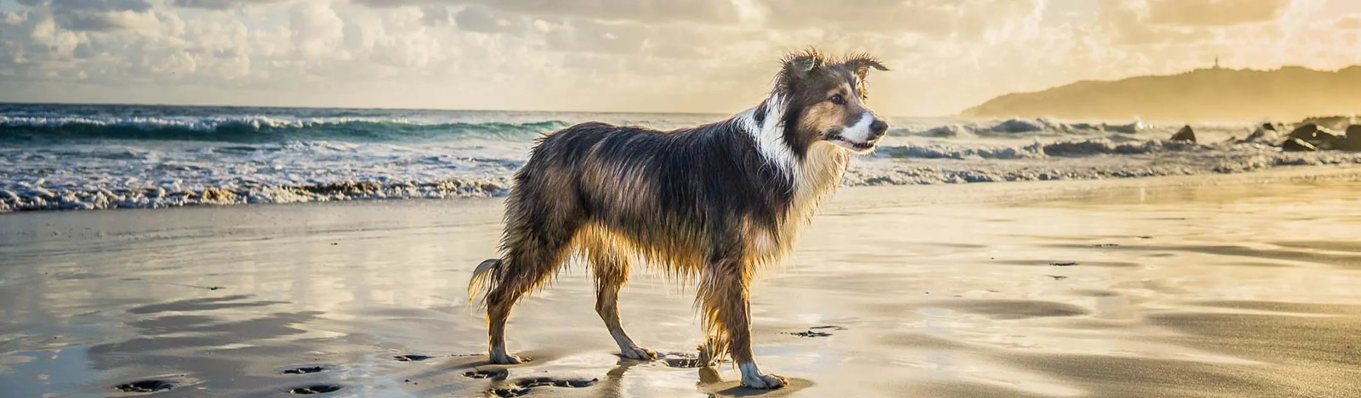 Dog standing by the shoreline Dog standing by the shoreline