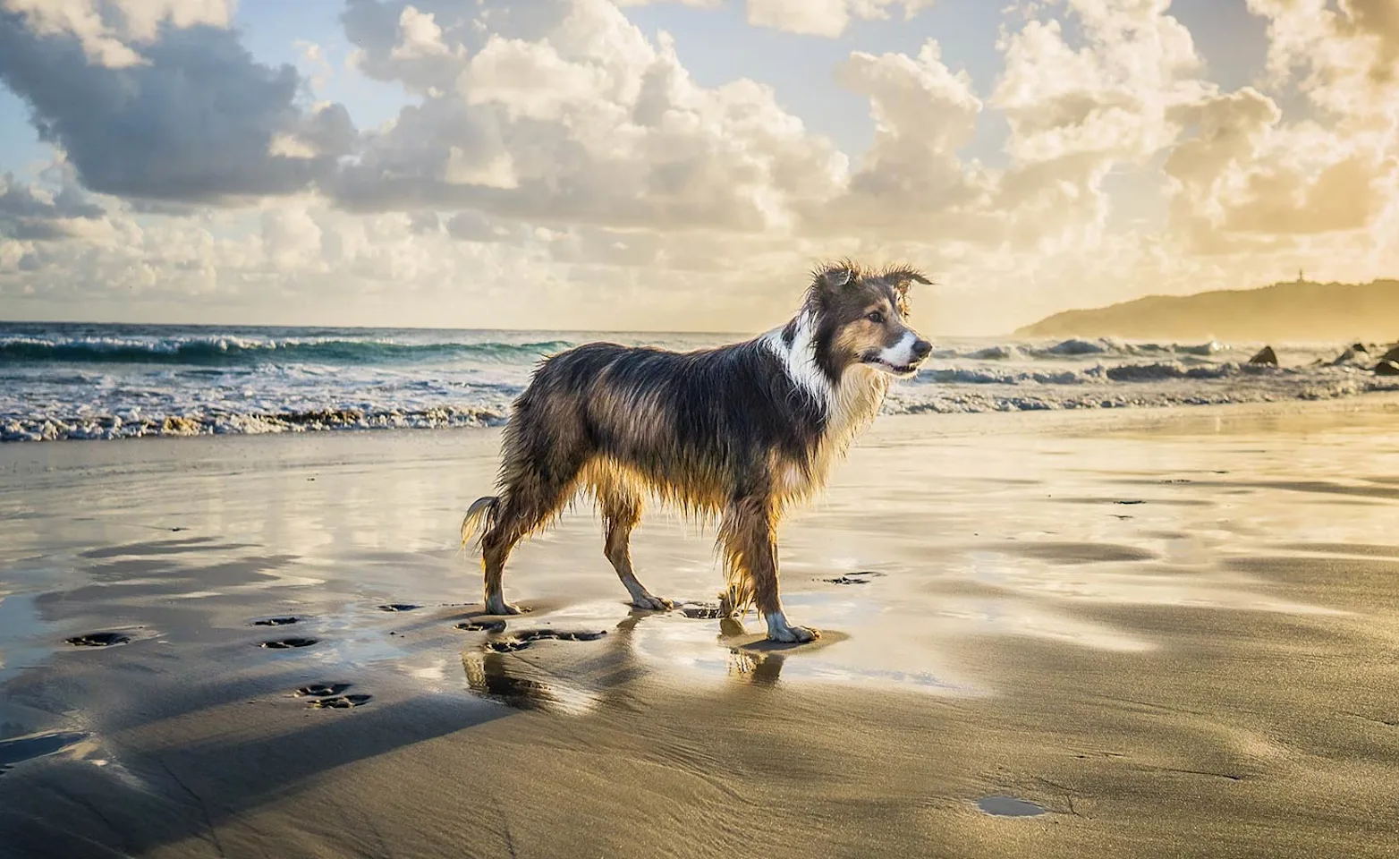 Dog standing by the shoreline Dog standing by the shoreline