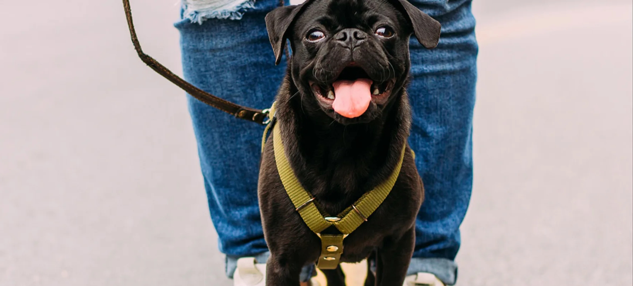 Dog with Leash Walking with Owner