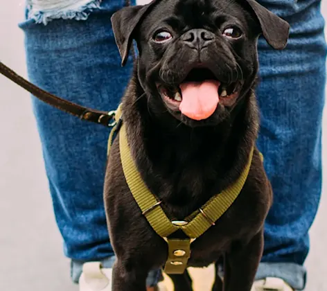 Dog with Leash Walking with Owner Dog with Leash Walking with Owner