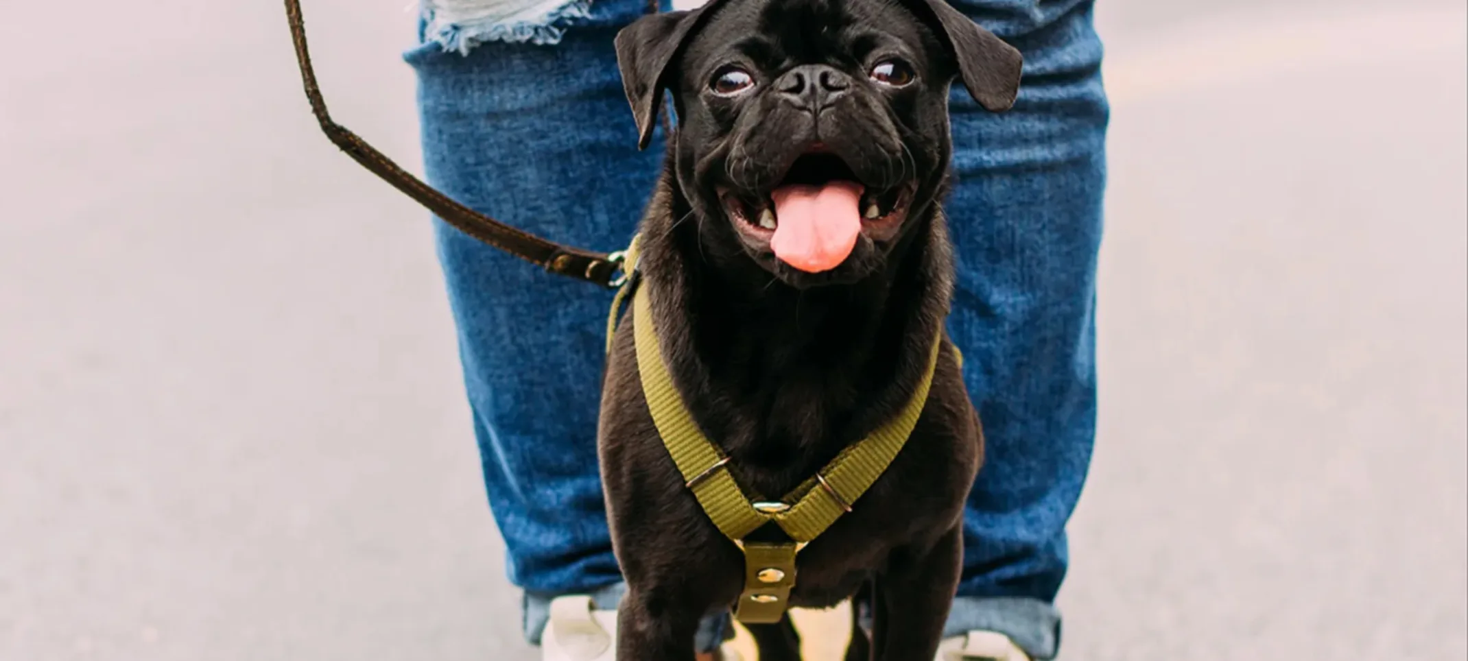 Dog with Leash Walking with Owner Dog with Leash Walking with Owner