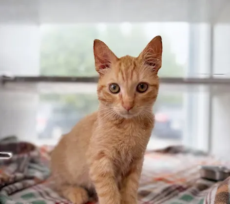Kitten sitting on blankets Kitten sitting on blankets