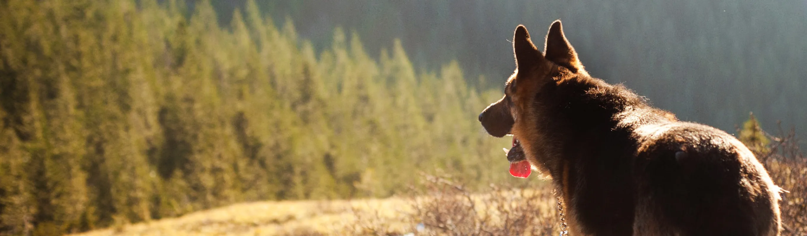 A German Shepherd on ton of a mountain looking at the trees beneath A German Shepherd on ton of a mountain looking at the trees beneath
