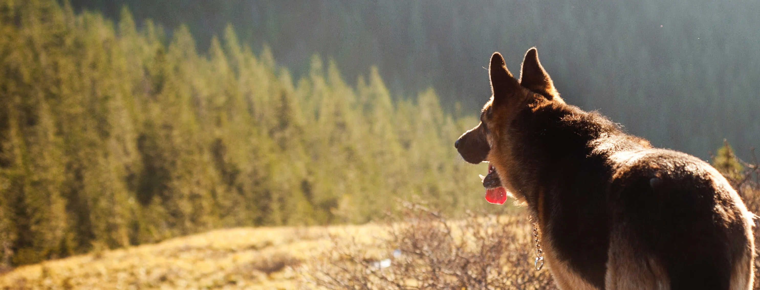 A German Shepherd on ton of a mountain looking at the trees beneath