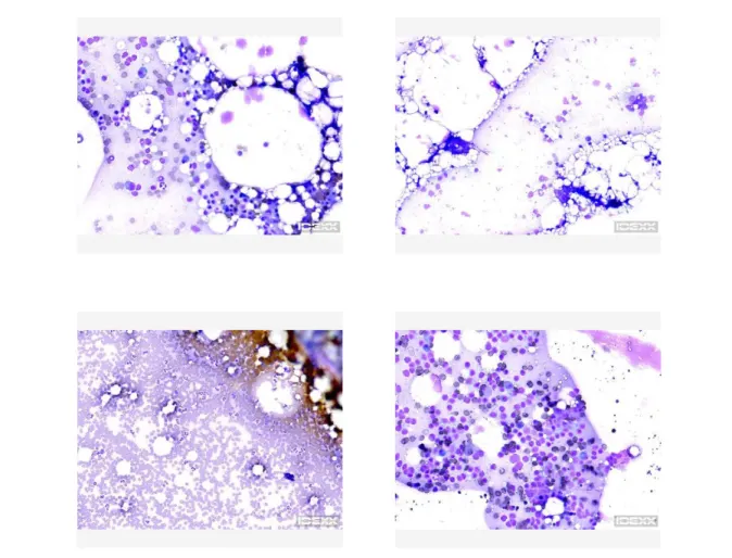 Four images of cellular views