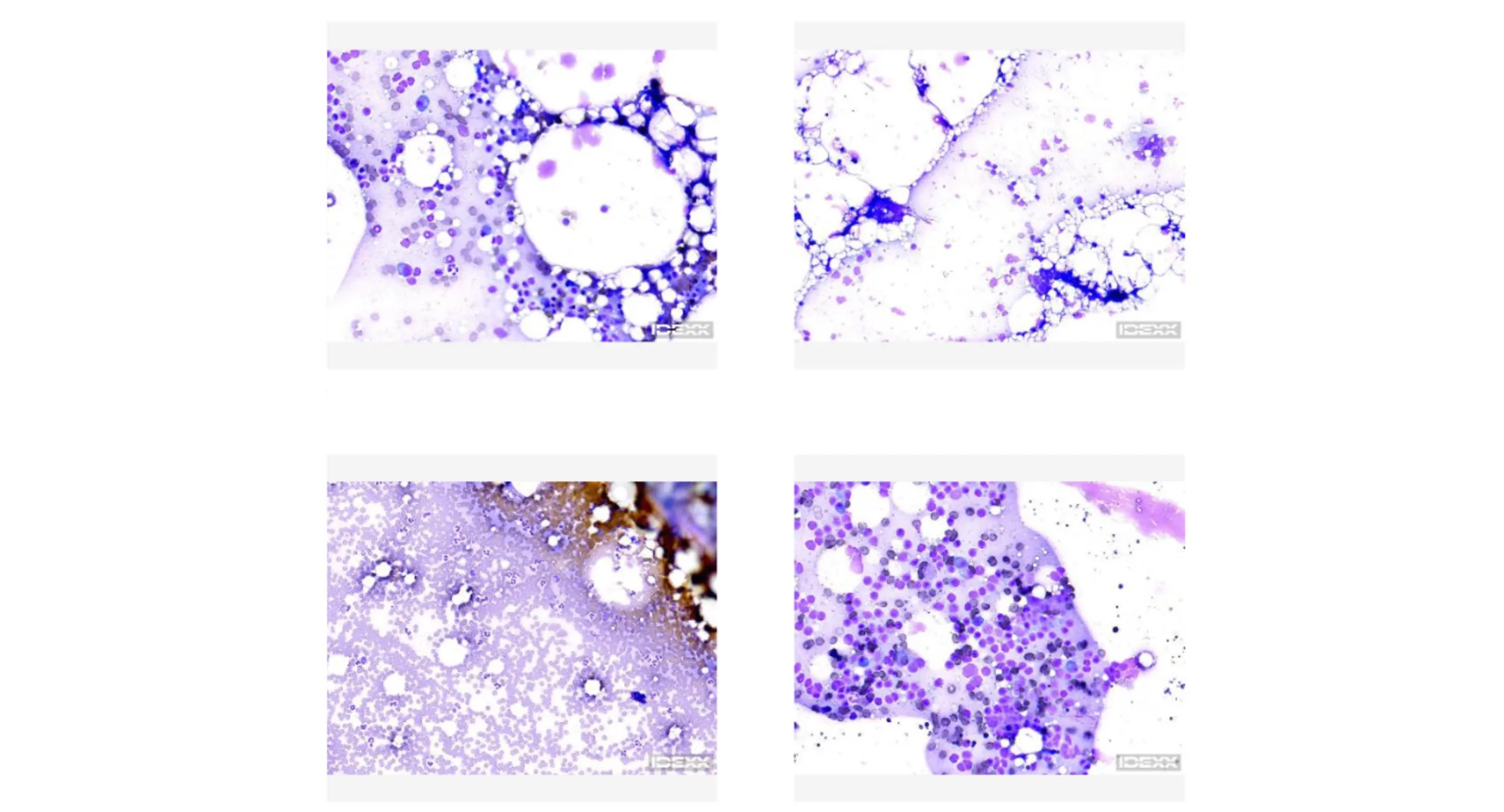 Four images of cellular views