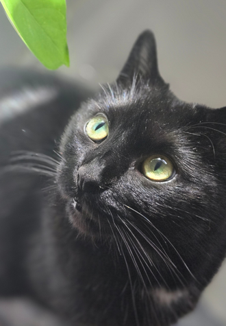 Close Up of Black Cat Looking at a Leaf
