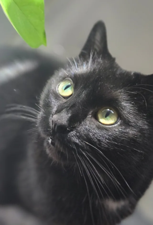 Close Up of Black Cat Looking at a Leaf Close Up of Black Cat Looking at a Leaf
