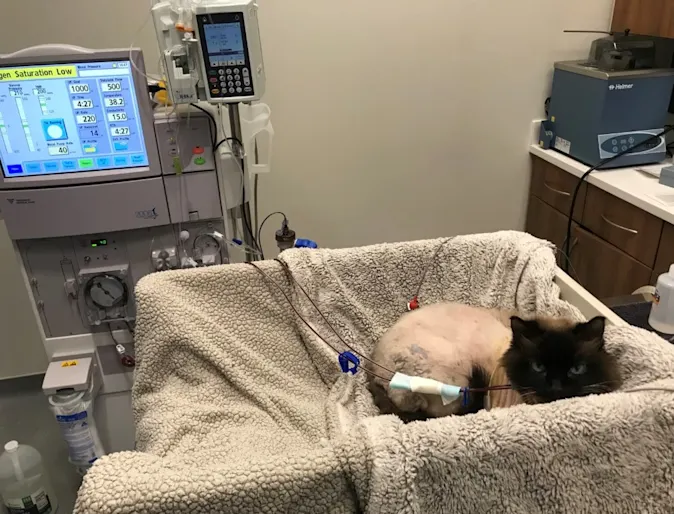 Cocoa receiving treatment Cocoa receiving treatment