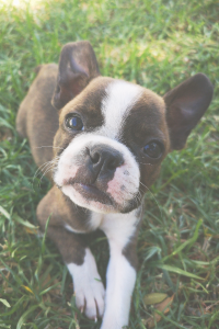 Little Dog in Grass at BreedAbove