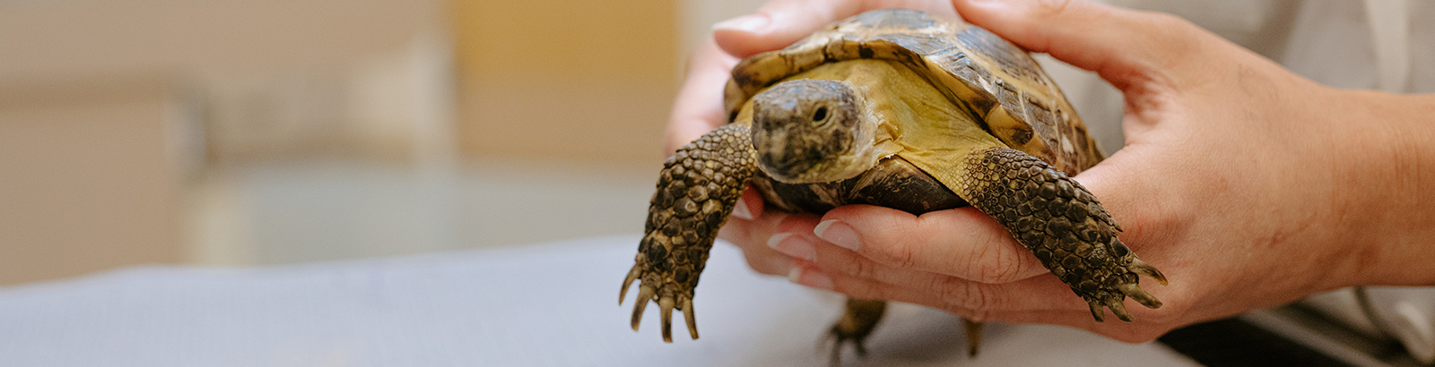 close up of turtle at North Creek Pet Hospital