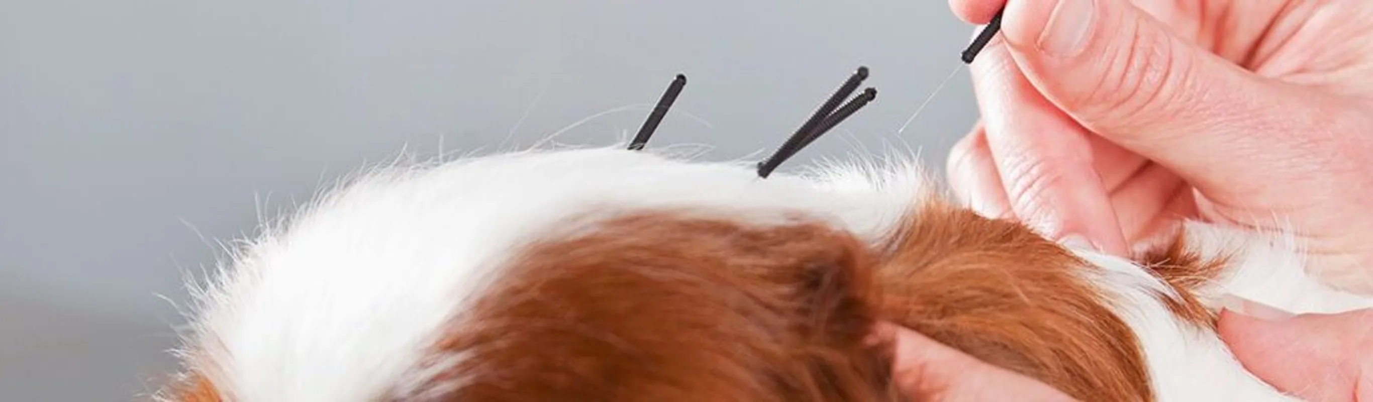 A dog getting acupuncture. A dog getting acupuncture.