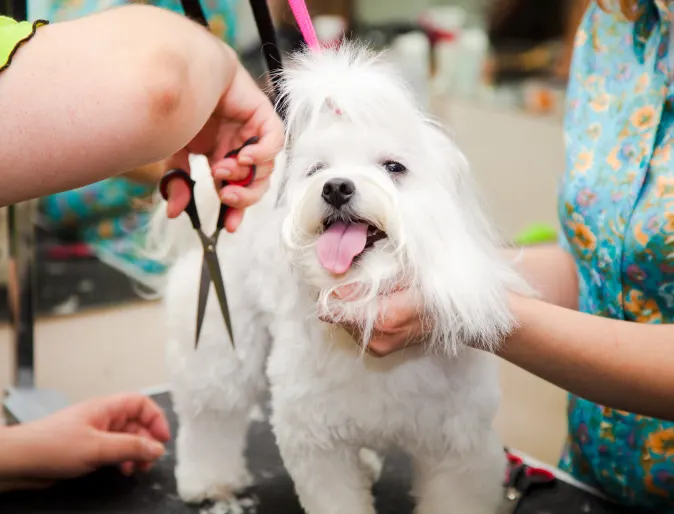 White Yorkshire Terrior getting a hair cut from two female groomers. 