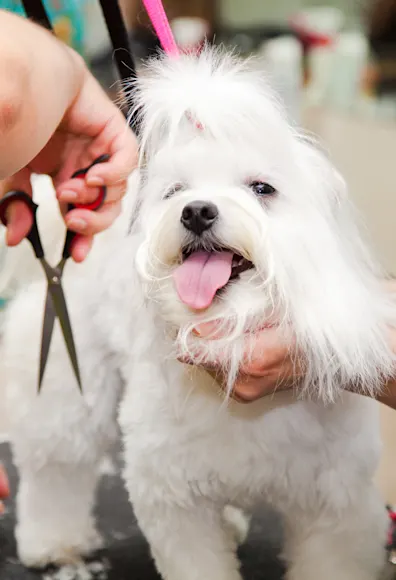 White Yorkshire Terrior getting a hair cut from two female groomers. White Yorkshire Terrior getting a hair cut from two female groomers.