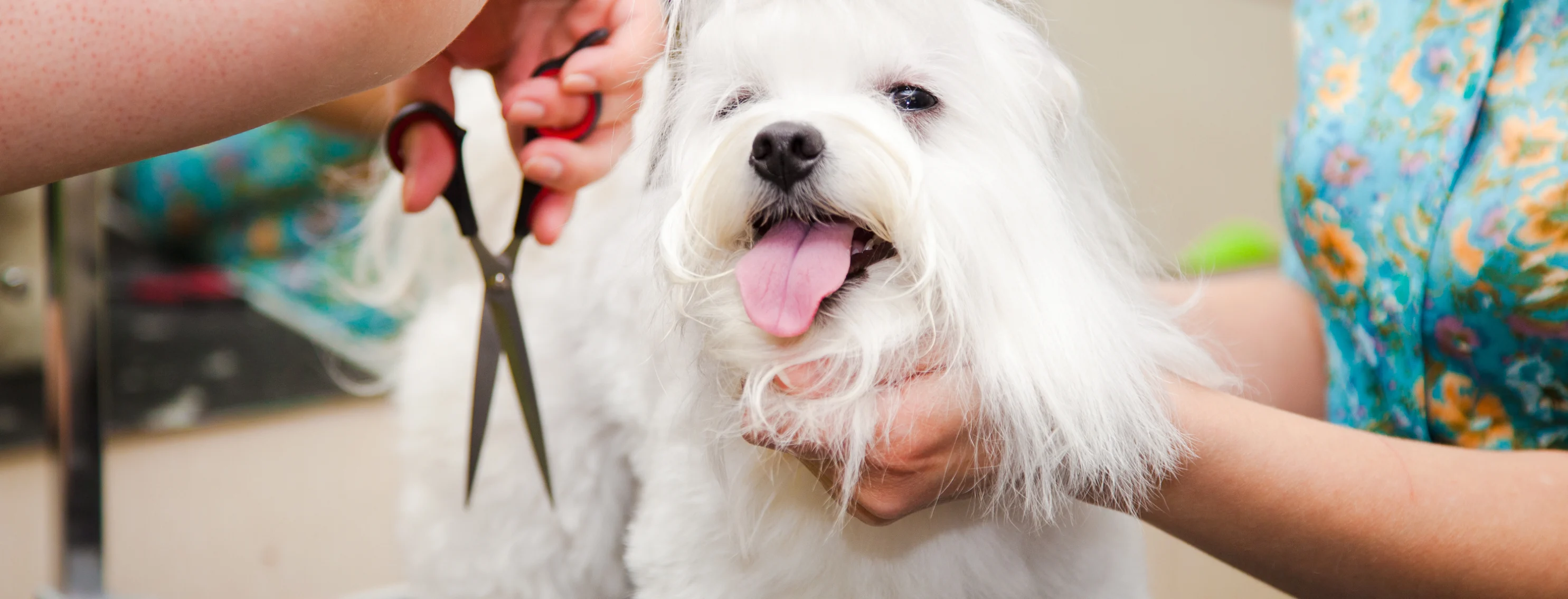 White Yorkshire Terrior getting a hair cut from two female groomers. 