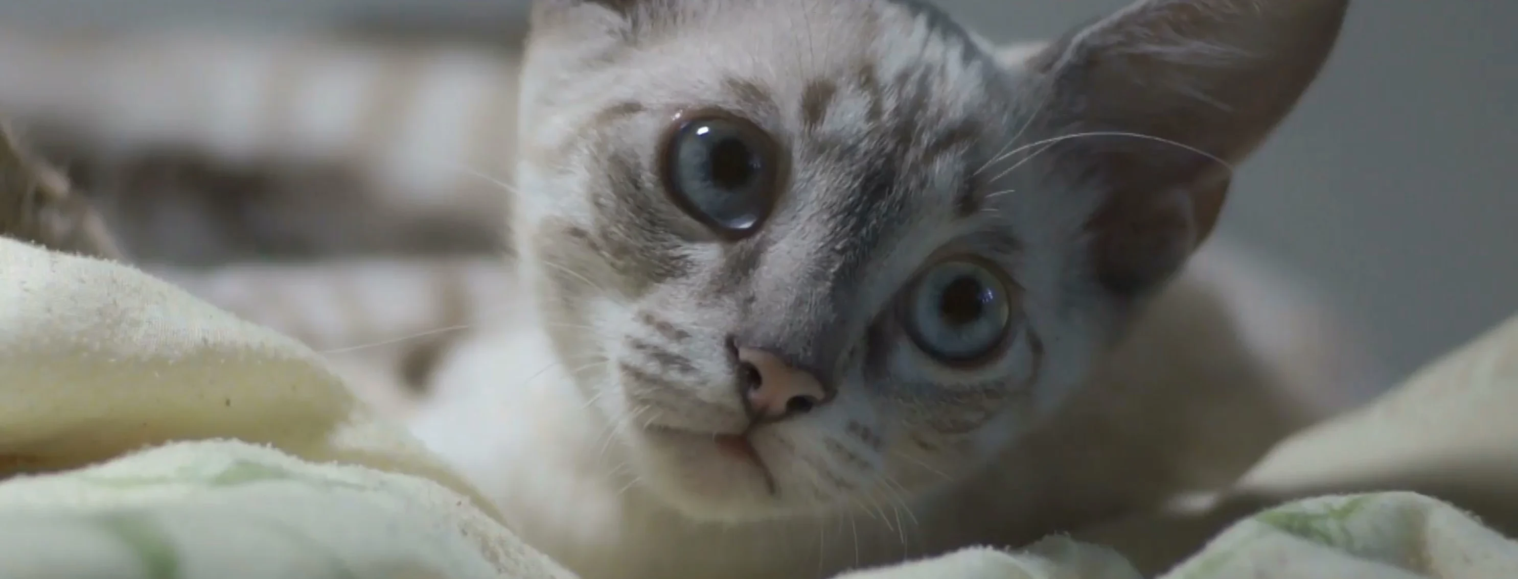 Cat Blanket