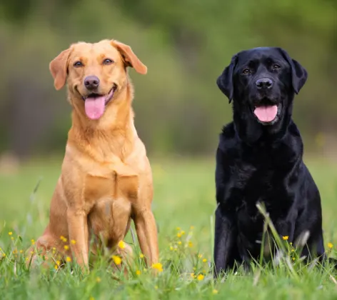 Two labradors sitting together