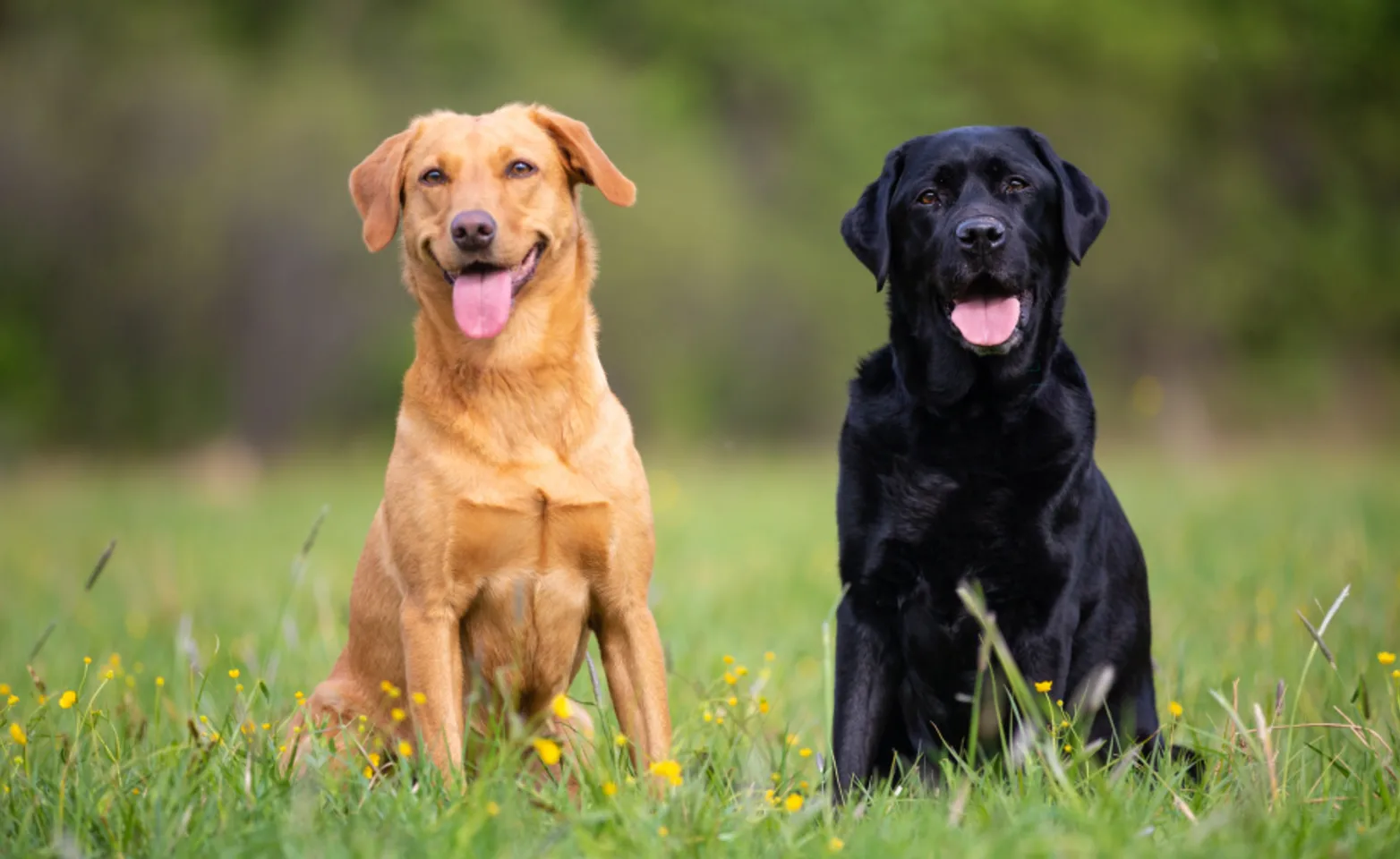 Two labradors sitting together