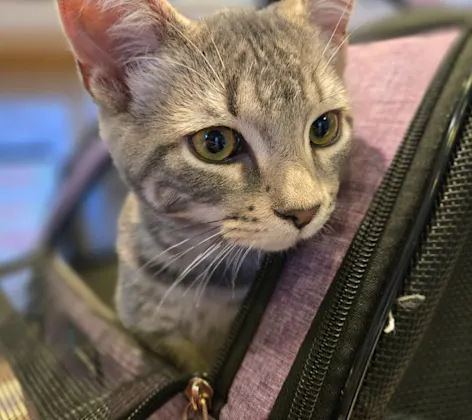 Cat sticking its head out of a backpack Cat sticking its head out of a backpack
