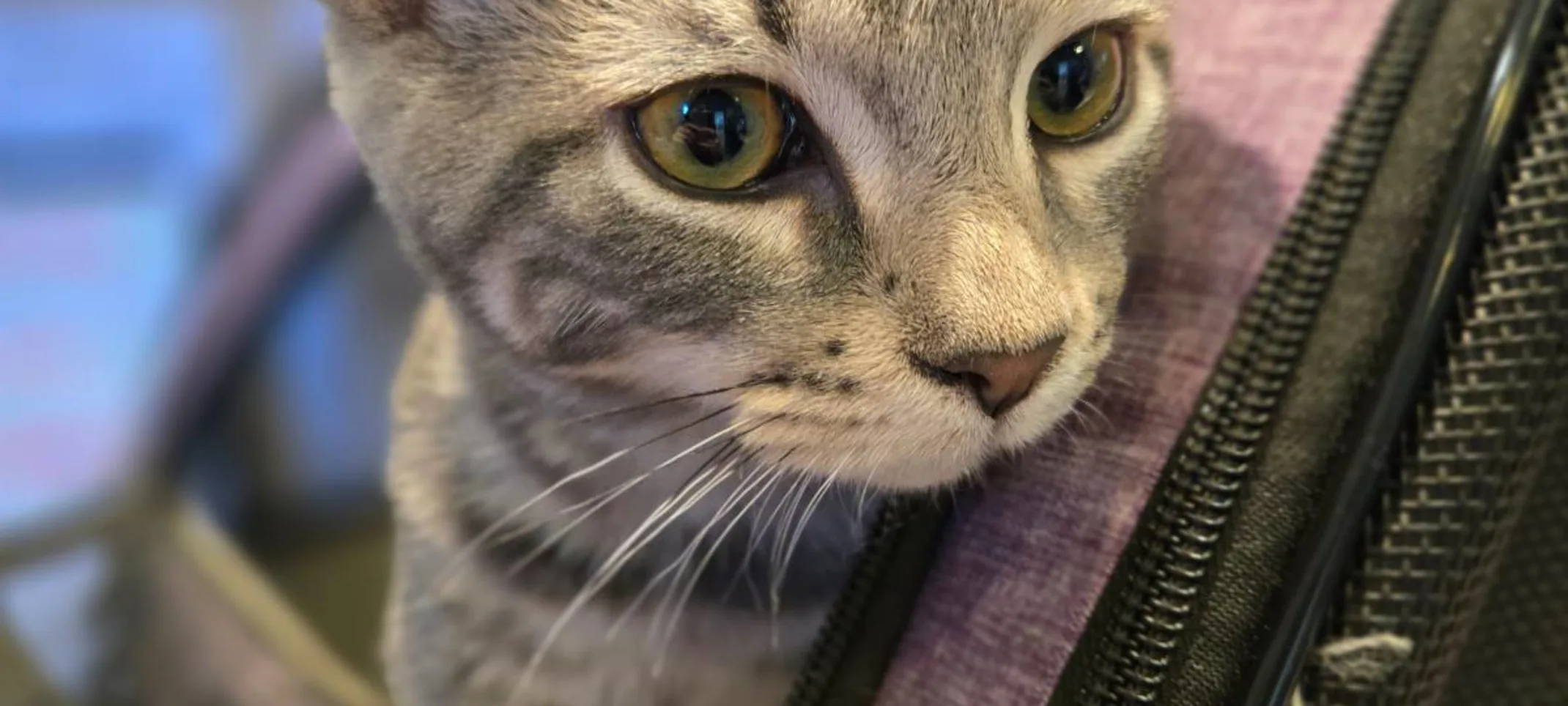 Cat sticking its head out of a backpack Cat sticking its head out of a backpack
