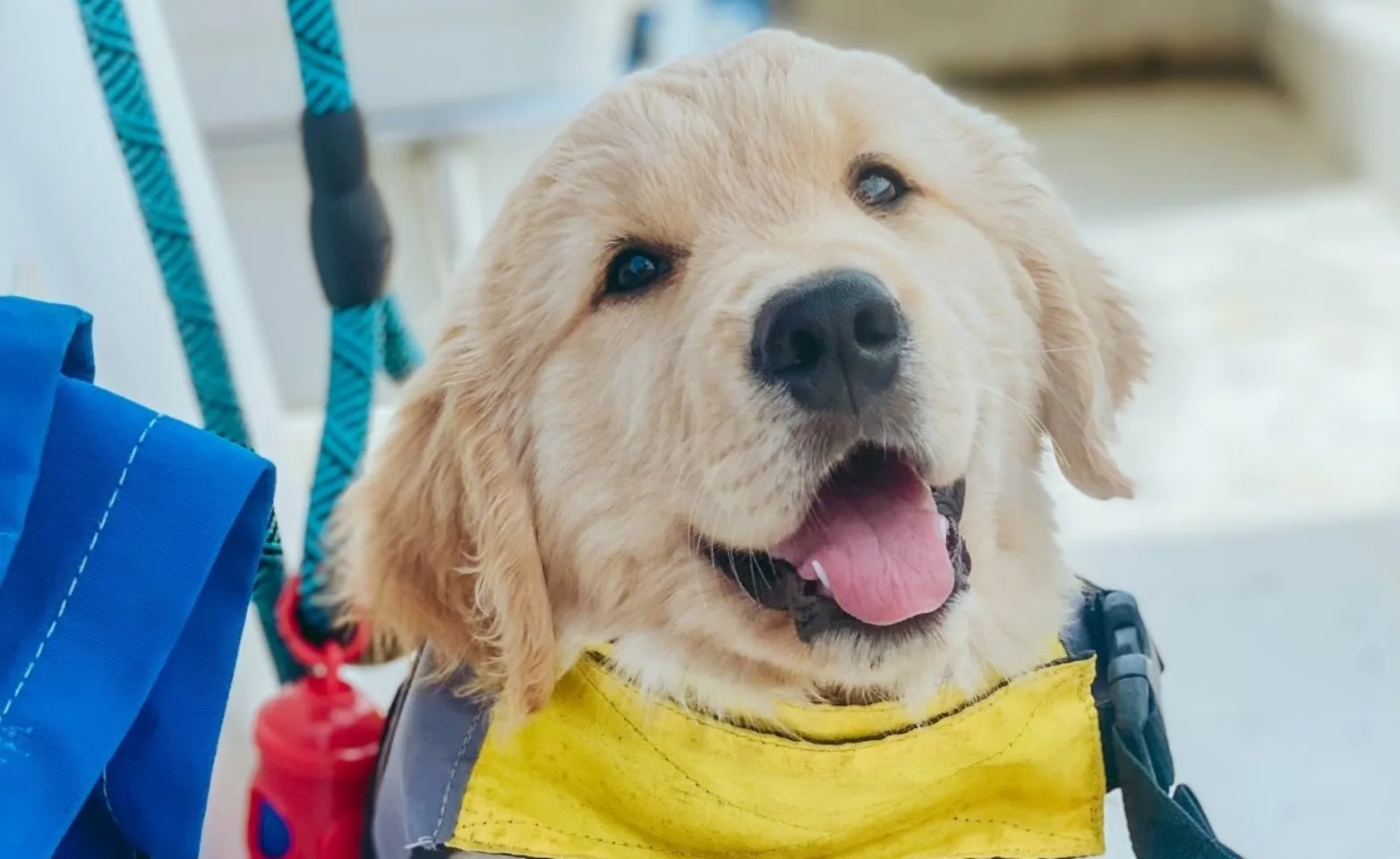 Golden Retriever puppy wearing a leash and jacket Golden Retriever puppy wearing a leash and jacket